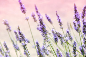 Fondo lavanda